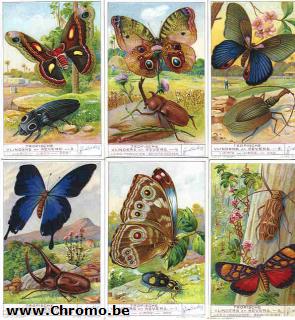 Tropische Schmetterlinge und Kfer-printers proof,  watercolor