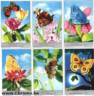 Lettere e numeri nelle farfalle (1)