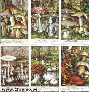 Funghi velenosi 4