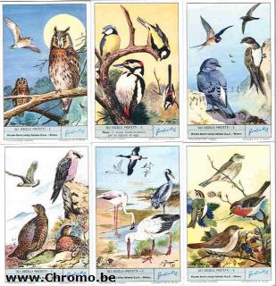 Gli uccelli protetti BR.B.L 1804